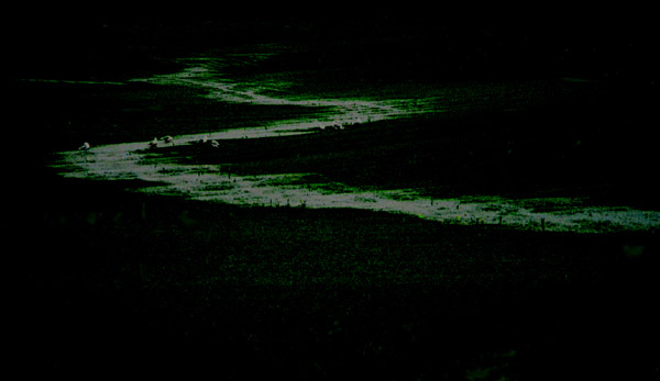 Wet and Deep Green