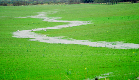 Wet and Green