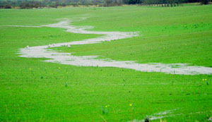 Wet and Green